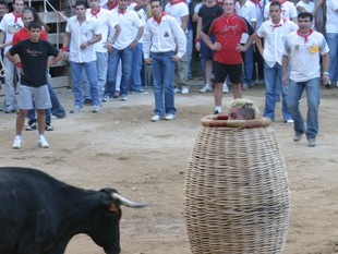 A Cardona, els mossos desafien els bous dins una cargolera.  A. CARDONA