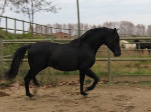Imatge d'en «Jerez», un dels dos cavalls que els de can Barrera estan buscant des de dissabte.