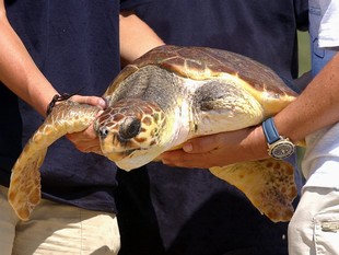 Dos voluntaris traslladen una tortuga marina capturada a un vaixell de pesca. /  ARXIU