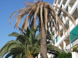 Una palmera afectada per l'escarabat morrut al municipi de Pineda de Mar. T.M