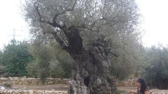 Una de les oliveres monumentals d'Ulldecona.  L.M
