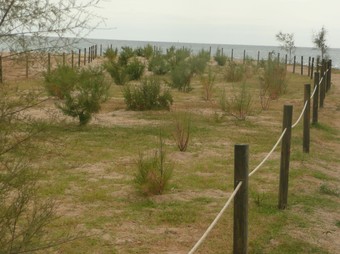 Una imatge de la replantació feta a Arenys de Mar.