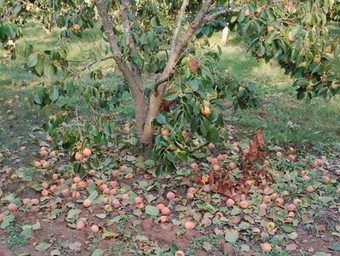 Els arbres afectats pel fong es queden totalment despoblat i sense fruita. /  ARXIU