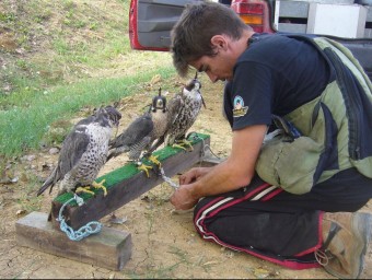 Una imatge d'arxiu d'un falconer amb els falcons i una àliga per espantar els gavians que van a menjar a l'abocador de Puigpalter a Banyoles. R. ESTEBAN