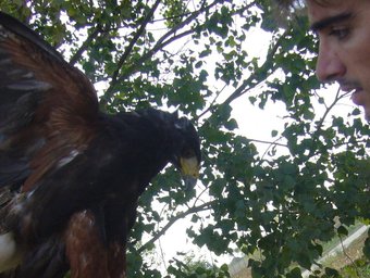 El falconer i una de les seves àlgues usades en la campanya per foragitar gavians de l'abocador de Puigpalter la tardor passada.  R. E