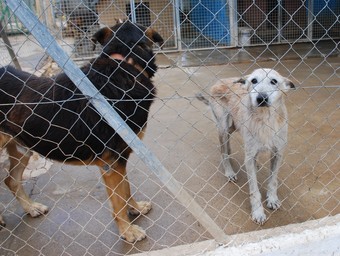 Imatge del refugi de la protectora d'animals, situat a la zona del Molí de la Palma de Cubelles.  M.L