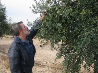 El president de la DOP Les Garrigues, Joan Segura, mostrant olives arbequines en una finca de Maials.FOTO: Miret, Salvador