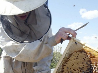 A Fivamel es reivindicarà que la Unesco declari l'abella i l'apicultura Patrimoni de la Humanitat PDF