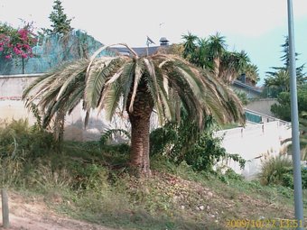 Palmera malmesa per la plaga a Badalona. Des del 2005, l'escarabat ha afectat a gairebé 6.000 arbres catalans M.M