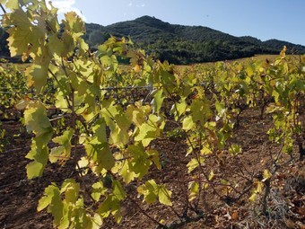 Panoràmica del bosc de Poblet en plena tardor.  J.F./C.G