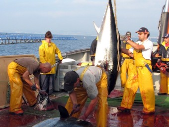 La pesca, engreix i comercialització de tonyina ocupa unes 400 persones a l'Ametlla.  ACN