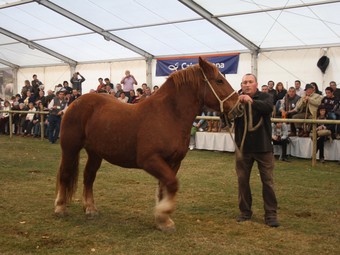 Un dels cavalls participants. ARNAU URGELL.