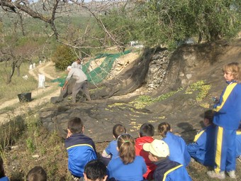 Un dels grups que va visitar un camp d'oliveres i va poder observar el procés de recollida.