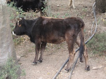 Algunes de les vaques de l'Albera.  ACN