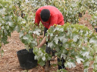 Ulldecona Activa explota una finca de 5 hectàrees de conreu de vinya.  EL PUNT