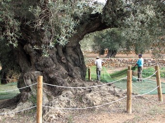 Les oliveres monumentals tenen un tronc amb un perímetre de més de 3,5 metres.  ACN