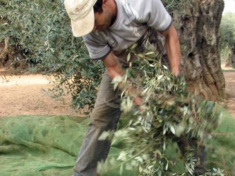 Un 15% de la superfície del territori del Sénia és d'oliveres. ACN