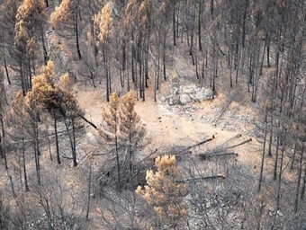 Zona on eren les víctimes abans que el foc els atrapés. Els arbres es van talar després de la tragèdia per intentar que l'helicòpter de rescat aterrés.  BOMBERS DE LA GENERALITAT