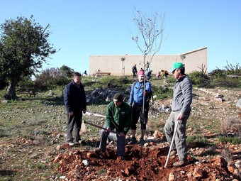 Treballs de reforestació a l'Alcúdia. /  EL PUNT