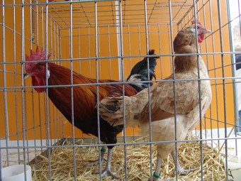 Mostra de gall i gallina de raça valenciana a una exposició celebrada recentment. / ARXIU.