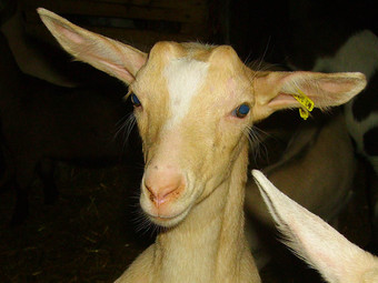 Els ramaders del Vallespir presentaran el seu bestiar a la fira. / A. P.