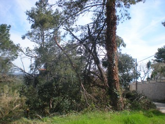 Els efectes del temporal als boscos de Ciutat Jardí, a Palafolls. O.BASSA
