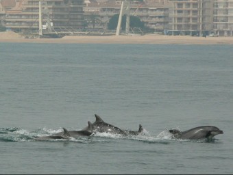 Dofins davant de la platja de Sant Antoni de Calonge. LUIS GARCÍA