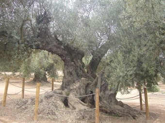 Una de les oliveres monumentals amb major perímetre situada a la partida de l'Arion.  L.M