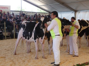 Una imatge del concurs de vaca frisona DAVID BORRAT