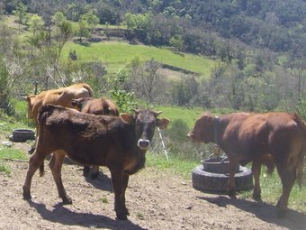 Algunes de les vaques d'Espinau, ahir al matí. Al fons, les noves zones de pastura.  R. E