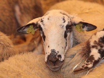 La Mostra de bestiar vaquí arriba a la 23a edició.  FIRA DE SOLSONA