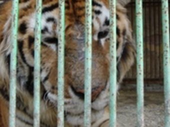 La fundació critica les males condicions en què es troben els sis tigres.  EL PUNT