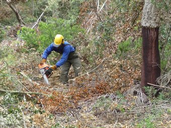 Un treballador fent tasques de desbrossament en els boscos del Montnegre. T.M