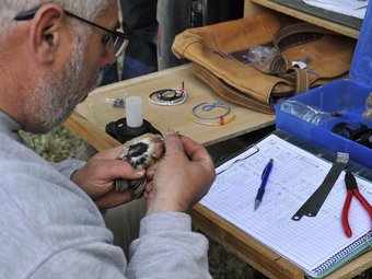 L'anellament científics dels ocells és el mètode per estudiar les pautes de les migracions