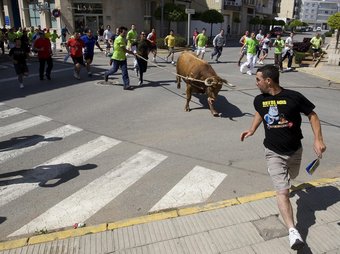Aquests dies se celebren a Alcanar els primers actes taurins de la temporada, com el bou capllaçat, que es va fer ahir.  JOSÉ CARLOS LEÓN