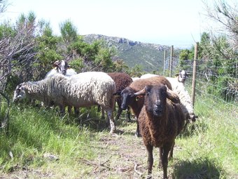 Les ovelles pasturen en un tancat al Cap de Creus.  M.V