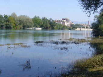 Les algues tendeixen a acumular-se a la vora del riu.  L.M