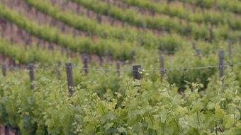 Les vinyes certifiquen el lligam de la comarca amb la viticultura.  PEDRENCA