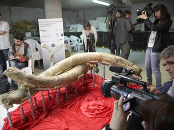 Ahir es va presentar la restauració de les dues defenses de mamut, d'1,8 metres de llargada.  JUDIT FERNÀNDEZ