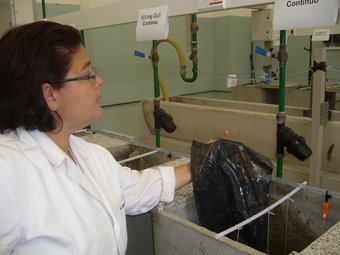 Una tècnica del laboratori d'Endesa comprova com s'adhereixen els exemplars de musclo zebrat al plàstic.  L.M