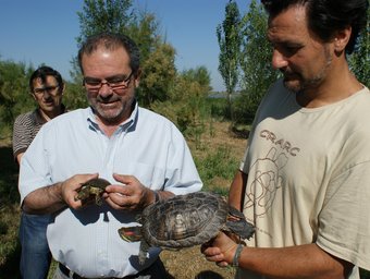 Dues de les tortugues que formen part del pla de reintroducció D'AQUESTA ESPÈCIE AL PLA D'URGELL, ALS VOLTANTS DE L'ESTANY D'IVARS AVUI