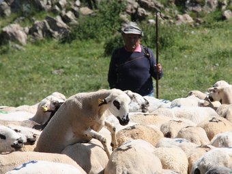 El Pepito, el pastor que guardarà tot l'estiu 8 ramats a Llessui ACN