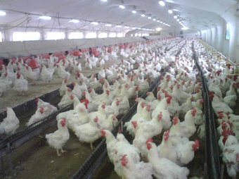 L'empresa compta amb una cinquantena de granges de gallines.  ACN