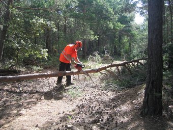 Un operari treball en la neteja d'un bosc al municipi de Mont-ral. 