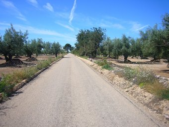 Un tram del camí de la Galera inclòs al conveni de camins rurals de la Taula del Sénia. EL PUNT