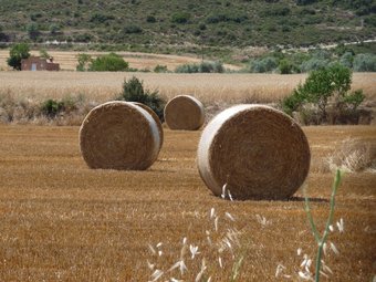 Camps de cereals a prop de Camarasa, a la comarca de la Noguera. D.M