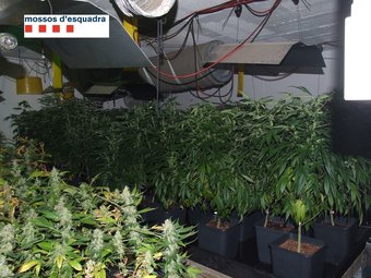 Un hivernacle al soterrani. Els Mossos van trobar en una casa d'Argentona una plantació de marihuana. CME