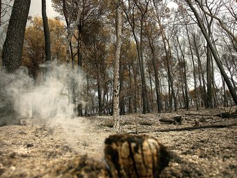 Imatge d'un espai forestal totalment afectat pel foc, i encara fumejant, el dijous a la tarda. MANEL LLADÓ
