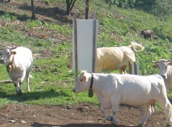 El ramat . No es veien vaques pasturant a Principi des de feia vint anys. CONSORCI DE L'ALTA GARROTXA