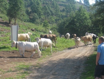 Un ramat de vaques a l'Alta Garrotxa. EL PUNT